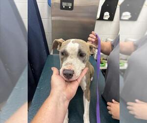 American Pit Bull Terrier-Unknown Mix Dogs for adoption in Mobile, AL, USA