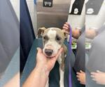 Small American Pit Bull Terrier Mix