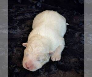 Samoyed Puppy for sale in WITHEE, WI, USA