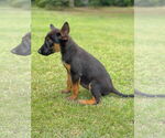 Small #2 Mutt