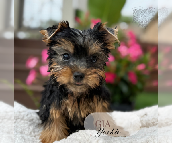 Medium Photo #1 Yorkshire Terrier Puppy For Sale in ELMHURST, IL, USA