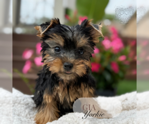 Yorkshire Terrier Puppy for Sale in ELMHURST, Illinois USA