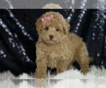 Small #1 Maltipoo