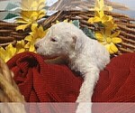 Small Photo #19 Poodle (Standard) Puppy For Sale in THOMASTON, GA, USA