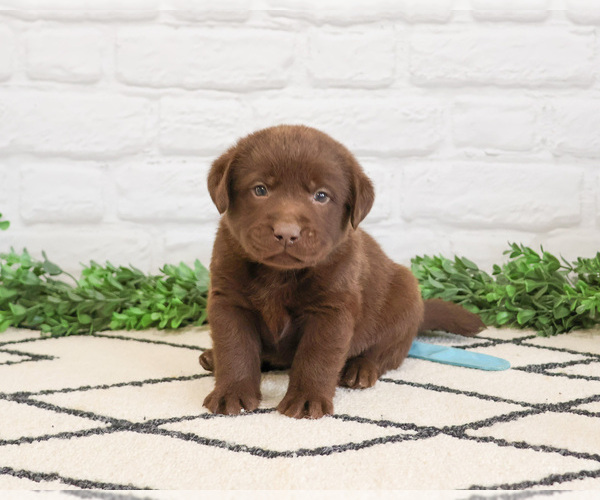 Medium Photo #1 Labrador Retriever Puppy For Sale in SYRACUSE, IN, USA