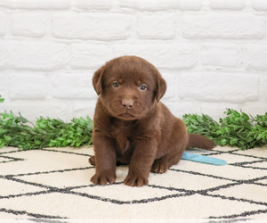 Labrador Retriever Puppy for sale in SYRACUSE, IN, USA