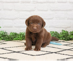 Small Labrador Retriever