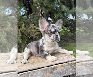 French Bulldog Puppy for sale in MIDDLEBURY, IN, USA