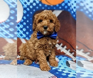 Cocker Spaniel-Poodle (Miniature) Mix Puppy for sale in KIRKWOOD, PA, USA