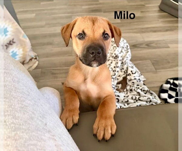 Medium Photo #6 Labrottie Puppy For Sale in Lakewood, CO, USA