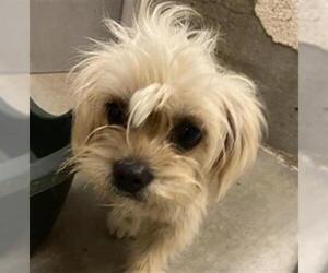Lhasa Apso-Unknown Mix Dogs for adoption in Santa Maria, CA, USA