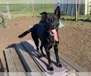 Shepradors Dogs for adoption in McKinleyville, CA, USA