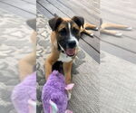 Small #3 Boxer-Staffordshire Bull Terrier Mix