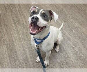 Mutt Dogs for adoption in Martinez, CA, USA