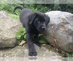 Small Photo #15 Labrador Retriever Puppy For Sale in BARNEVELD, WI, USA