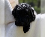Small Photo #64 Goldendoodle Puppy For Sale in PIERSON, FL, USA