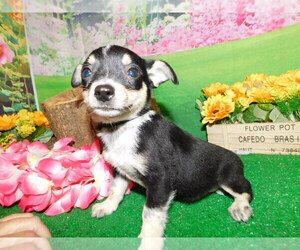 Rat Terrier Puppy for sale in HAMMOND, IN, USA
