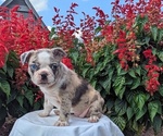 Small #3 Faux Frenchbo Bulldog
