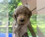 Puppy Puppy 4 Goldendoodle