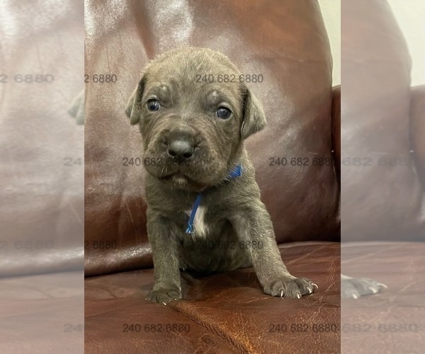 Medium Photo #6 Cane Corso Puppy For Sale in DENTSVILLE, MD, USA