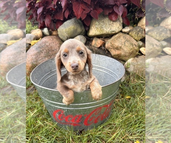 Medium Photo #1 Dachshund Puppy For Sale in MIDDLEBURY, IN, USA