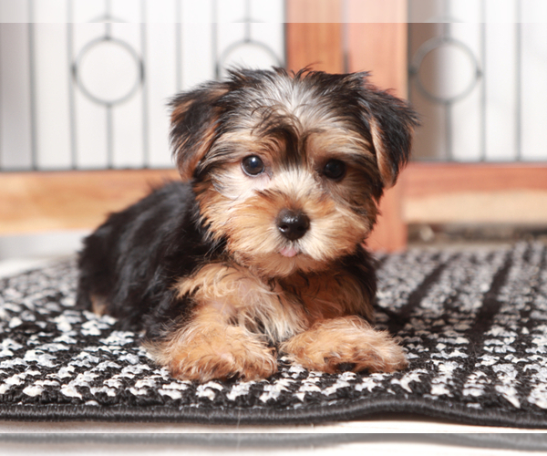 Medium Photo #2 Yorkshire Terrier Puppy For Sale in NAPLES, FL, USA