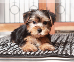 Small #1 Yorkshire Terrier