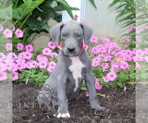 Great Dane Puppy for sale in BROGUE, PA, USA