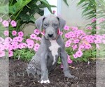Small Great Dane