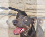 Small #11 Weimaraner Mix