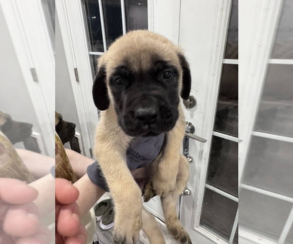 Medium Photo #3 Mastiff Puppy For Sale in CHESTERTON, IN, USA