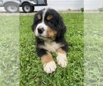 Puppy Spruce Bernese Mountain Dog
