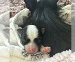 Mazie - Female Chorkie Puppy for Sale - Photo #15