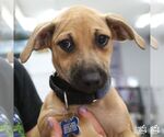 Small #2 Dachshund Mix