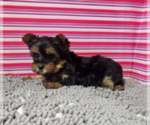Small #6 Yorkshire Terrier