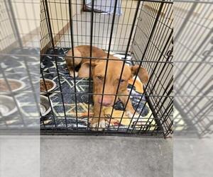 American Pit Bull Terrier-Unknown Mix Dogs for adoption in Texas City, TX, USA