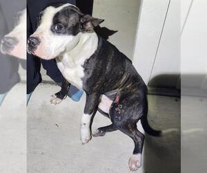 American Staffordshire Terrier Dogs for adoption in San Antonio, TX, USA