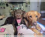 Small #1 Labrador Retriever Mix
