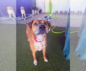 Mutt Dogs for adoption in Salt Lake City, UT, USA