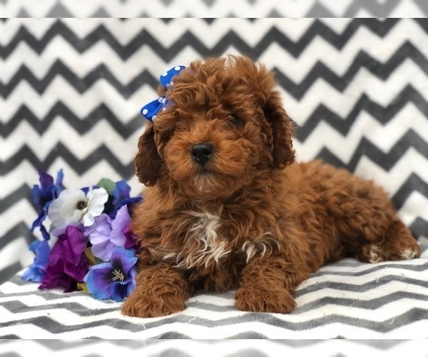 Medium Photo #9 Poodle (Toy) Puppy For Sale in EAST EARL, PA, USA
