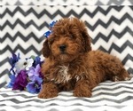 Small Photo #9 Poodle (Toy) Puppy For Sale in EAST EARL, PA, USA