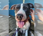Small Photo #10 American Pit Bull Terrier-Unknown Mix Puppy For Sale in North Myrtle Beach, SC, USA