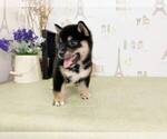 Small Photo #3 Shiba Inu Puppy For Sale in SEATTLE, WA, USA