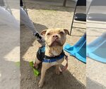 Small Photo #2 American Pit Bull Terrier Puppy For Sale in Santa Barbara, CA, USA