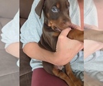 Small #3 Doberman Pinscher