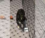 Small #2 Miniature Australian Shepherd
