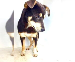 Rottweiler Dogs for adoption in Houston, TX, USA