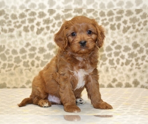 Cavapoo Puppy for sale in DENVER, PA, USA