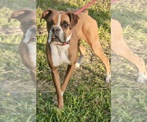 Boxer Dogs for adoption in Dumont, NJ, USA