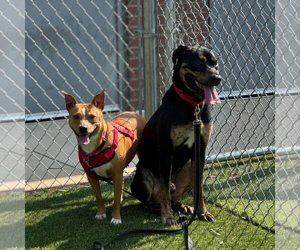 Medium Photo #3 Mutt Puppy For Sale in Shelburne, VT, USA